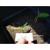 Blue Ginger Or Thai Ginger Seeds (Alpinia galanga)