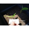 Thai-Ingwer, großer Galgant Samen (Alpinia galanga) | 1,95 €