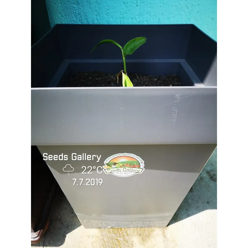 Blue Ginger Or Thai Ginger Seeds (Alpinia galanga)