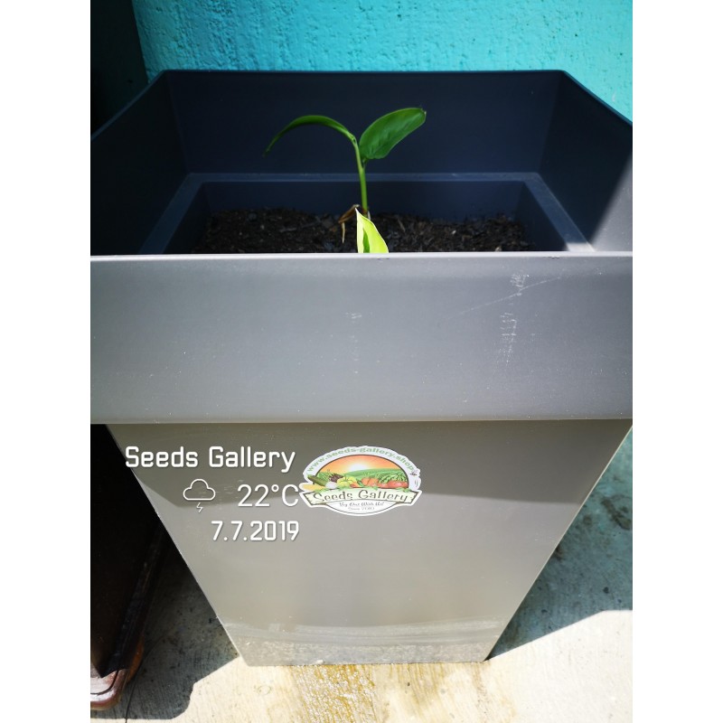 Thai-Ingwer, großer Galgant Samen (Alpinia galanga) | 1,95 €