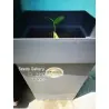 Blue Ginger Or Thai Ginger Seeds (Alpinia galanga)