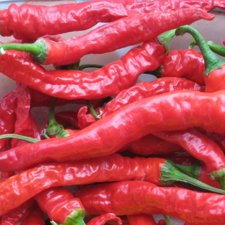 Sementes de pimentão doce SIGARETTA