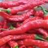 Söt Chili frö SIGARETTA | 1,85 €