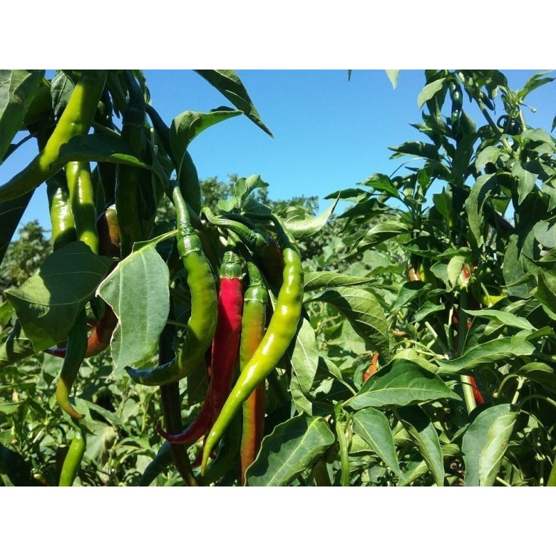 Söt Chili frö SIGARETTA | 1,85 €