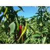 Söt Chili frö SIGARETTA | 1,85 €