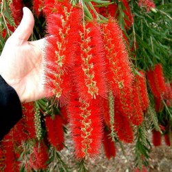 Cetka za flase Seme Callistemon viminalis 2.5 - 5