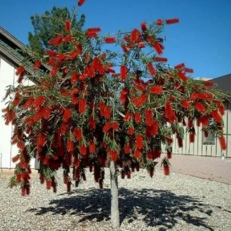 Weeping Bottlebrush Seeds