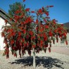 Price: €2.5 - Cetka za flase Seme Callistemon viminalis - 