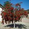 Weeping Bottlebrush Seeds
