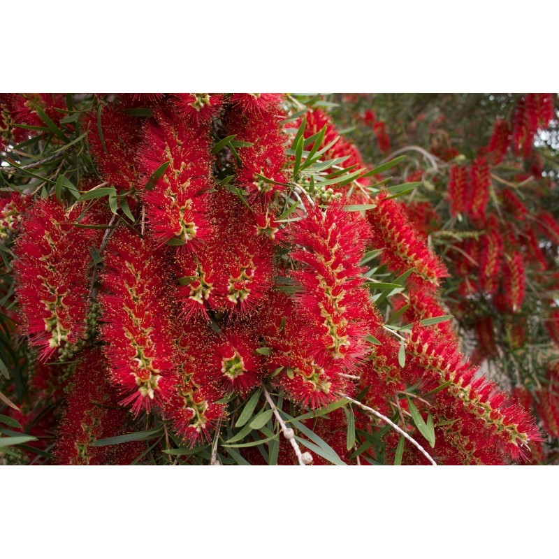 Price: €2.5 - Cetka za flase Seme Callistemon viminalis - 