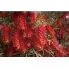 Price: €2.5 - Cetka za flase Seme Callistemon viminalis - 