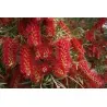 Weeping Bottlebrush Seeds