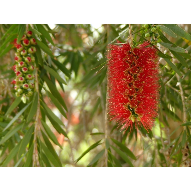 Price: €2.5 - Cetka za flase Seme Callistemon viminalis - 