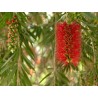 Price: €2.5 - Weeping Bottlebrush Seeds - 