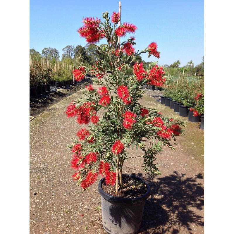 Price: €2.5 - Cetka za flase Seme Callistemon viminalis - 