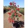 Price: €2.5 - Cetka za flase Seme Callistemon viminalis - 