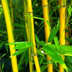 Sementes de Bambu CHOCOLATE (Fargesia fungosa) 2.25 - 3