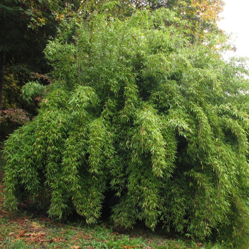 Κίτρινο Μπαμπού Σπόροι (Fargesia Fungosa)