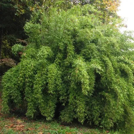 Clumping, Yellow Bamboo Seeds Hardy (Fargesia Fungosa)