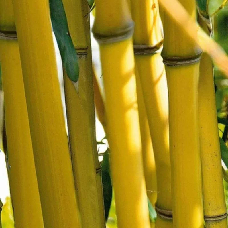 Clumping, Yellow Bamboo Seeds Hardy (Fargesia Fungosa)