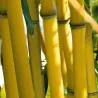 Clumping, Yellow Bamboo Seeds Hardy (Fargesia Fungosa)