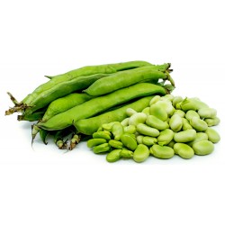 Fava Bohnen Samen (Vicia faba) 2.55 - 6