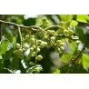 Semi di Pistacchio (Pistacia atlantica)
