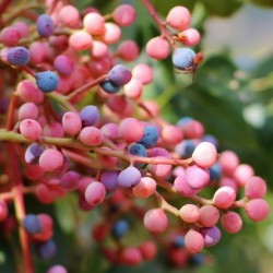 Price: €1.55 - Graines De Pistachier Atlantica Rare - 