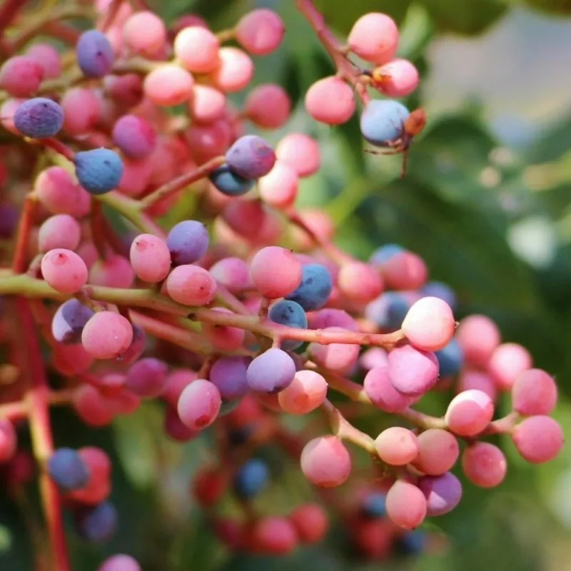 Semi di Pistacchio (Pistacia atlantica)