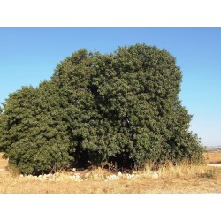 Σπόροι Αγριοφυστικιά του Άτλαντα (Pistacia atlantica) 2.5 - 3