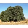 Graines De Pistachier Atlantica Rare