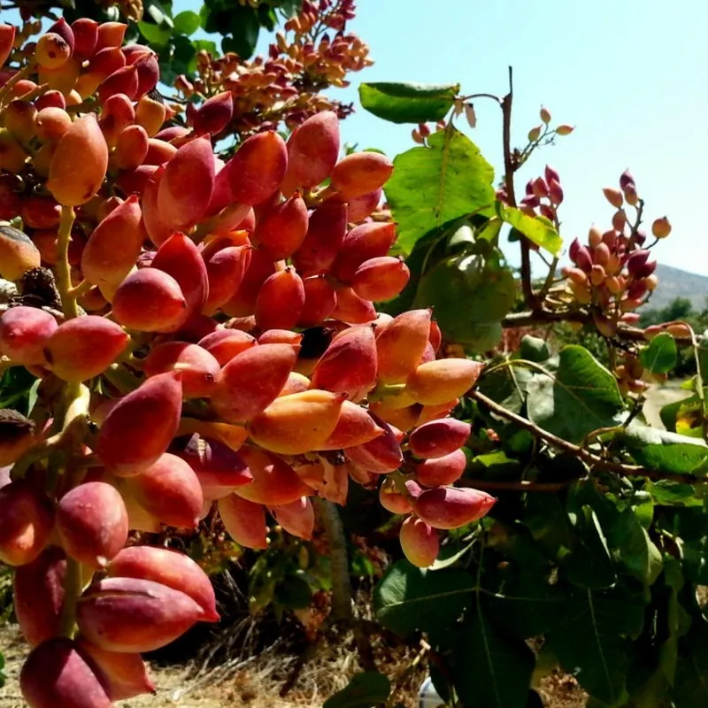 Semi di Pistacchio (Pistacia atlantica)