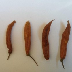 Semillas de chile Aji Patillo (Capsicum pendulum) 2.25 - 1