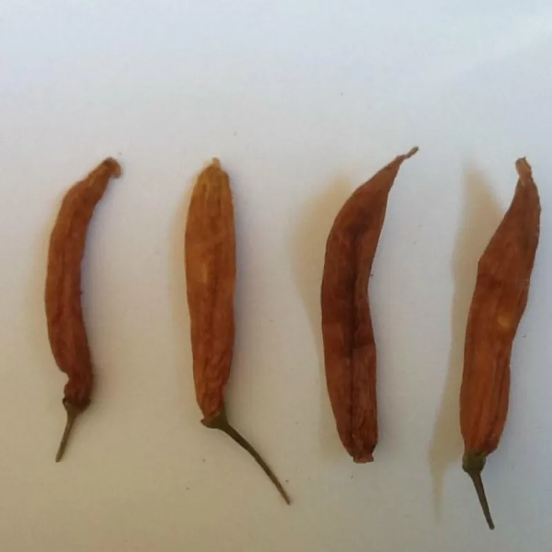 Sementes de pimentão Aji Patillo (Capsicum pendulum)