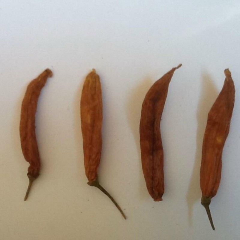 Price: €2.25 - Semi di peperoncino Aji Patillo (Capsicum pendulum) - 