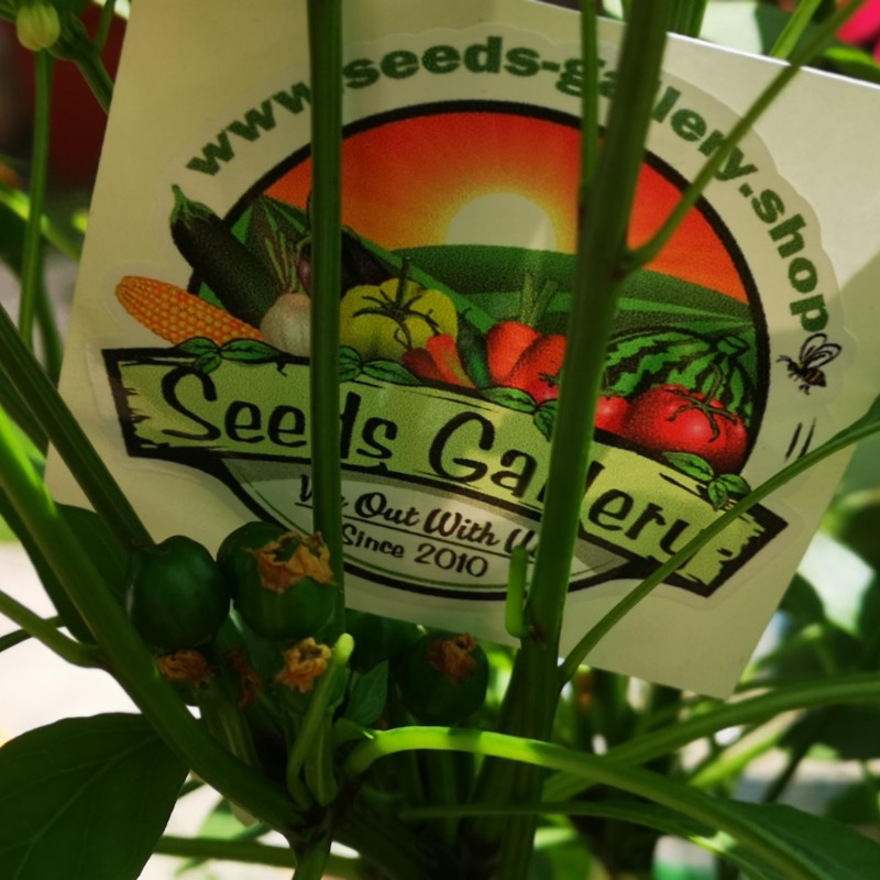 Price: €1.95 - Semillas de chile West Virginia Pea - Seeds Gallery