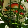 Price: €1.95 - West Virginia Pea Τσίλι Σπόροι - Seeds Gallery
