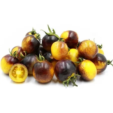 Graines de tomate Wagner Bleu Jaune