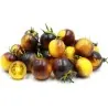 Wagner Blue Yellow Tomato Seeds