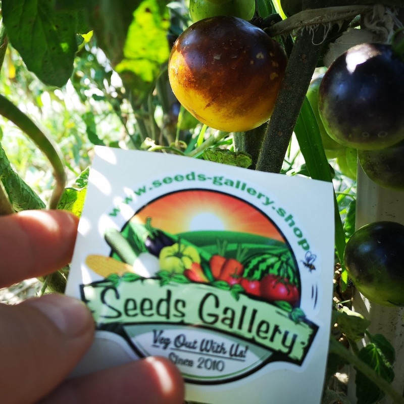 Price: €1.65 - Semillas de tomate amarillo azul de Wagner - Seeds Gallery