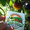 Graines de tomate Wagner Bleu Jaune