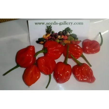 Scotch Bonnet Trinidad Samen - Ultrascharf