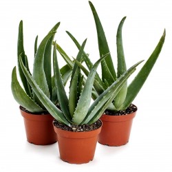 Price: €4 - Semi di Aloe vera - 