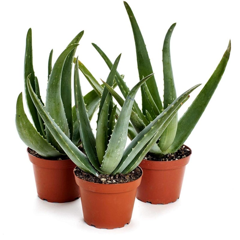 Sementes de Babosa, Aloe vera,