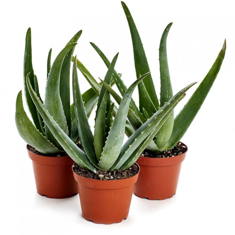 Äkta aloe Frön Aloe vera 4 - 6