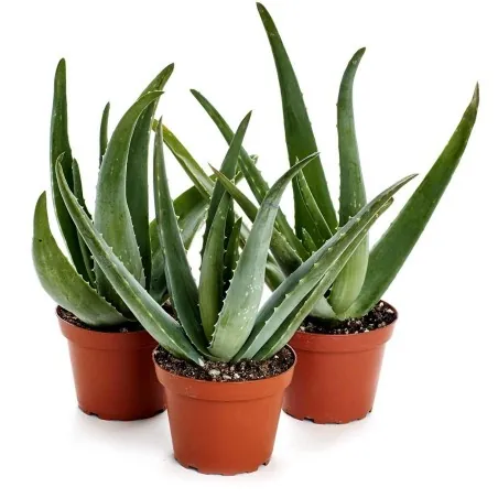 Semi di Aloe vera