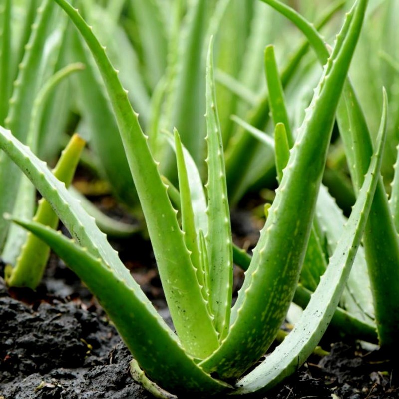 Sementes de Babosa, Aloe vera,