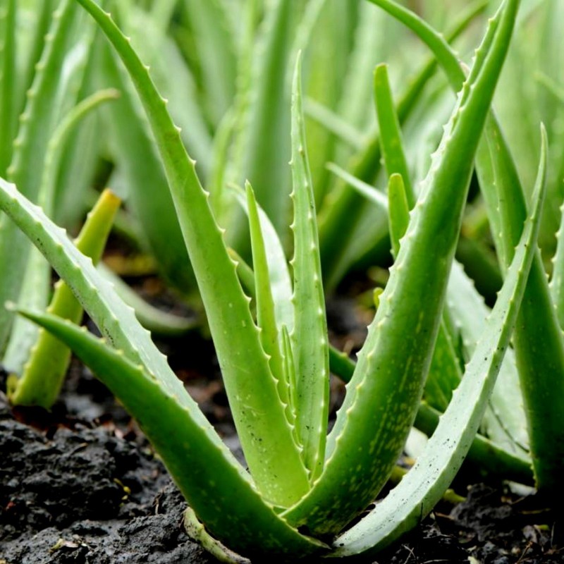 Оbicna Aloja Seme, prava Aloja, Aloe Vera | 4,00 €