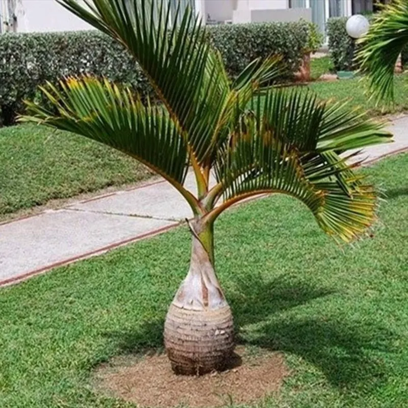 Flaska Palmfrön (Hyophorbe lagenicaulis)