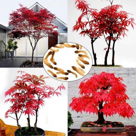 Price: €1.95 - Japanese Red Maple Seeds (Acer palmatum) -